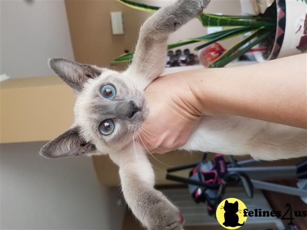 Wearesiamese2228 Picture 1